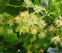 Tilia x europaea 'Euchlora' bloesem