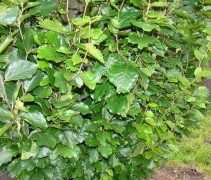 blad Fagus sylvatica 'Dawyck'