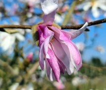 Magnolia loebneri 'Leonard Messel' 
