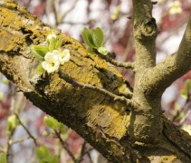 Prunus domestica stam