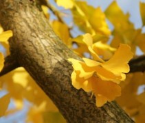 Ginkgo Biloba