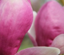 Magnolia soulangeana ‘Lennei’ bloem