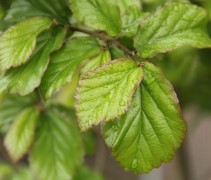 Perzisch IJzerhout 'Bella' groen blad kan enorm verkleuren in het najaar