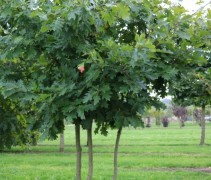 Quercus rubra