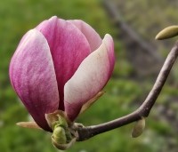 Magnolia soulangeana 'Lennei' - Beverboom - 1