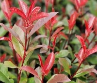 Photinia fraseri 'Little Red Robin' - Glansmispel 'Little Red Robin' - 1