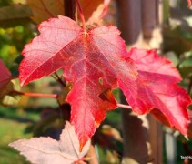 Acer rubrum Red Sunset 