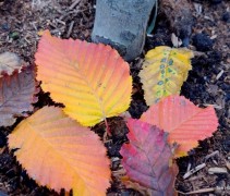 Carpinus betulus 'Rockhampton Red'