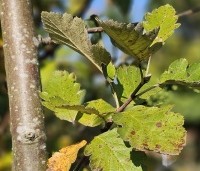 Sorbus intermedia - Lijsterbes - 3