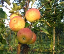 Cox appel