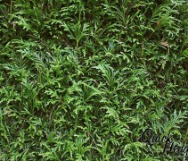 Naalden Thuja plicata 'Martin'