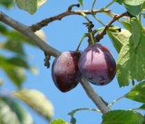Prunus dom. ‘Betuwse Kwets’ vrucht
