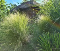 Stipa 'Ponytails'