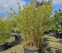 Phyllostachys aureosulcata 'Spectabilis' - Gouden bamboe - 1