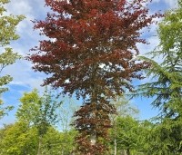 Fagus sylvatica 'Atropunicea' - Rode beuk - 3
