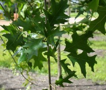 Quercus palustris blad 