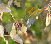 Betula Pendula Royal Frost