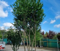 Prunus caucasica 