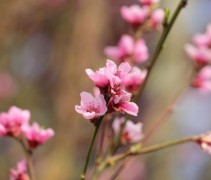Prunus persica 'Amsden'