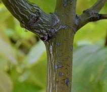 Acer pensylvanicum slangenbast