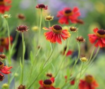 Het zonnekruid 'Moerheim Beauty' brengt een warme kleurcombinatie in uw tuin