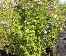 Hibiscus Marina
