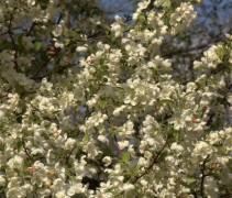 Malus 'Evereste'