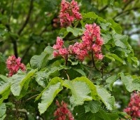 Aesculus x carnea 'Briotii'  - Rode Paardenkastanje - 7