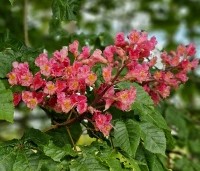 Aesculus x carnea 'Briotii'  - Rode Paardenkastanje - 6