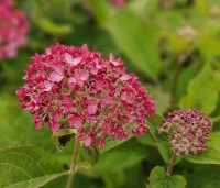 Hydrangea arborescens 'Ruby Annabelle' - rode annabelle - 3