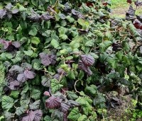 Corylus avellana 'Red Majestic' - Rode kronkelhazelaar - 1