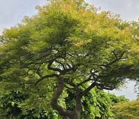 Acer palmatum 'Dissectum' - Japanse esdoorn 'Dissectum' - 2