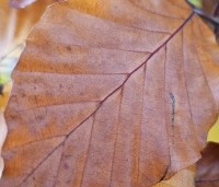 Fagus sylvatica 'Atropunicea' - Rode beuk - 6
