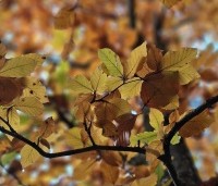 Fagus sylvatica 'Atropunicea' - Rode beuk - 5