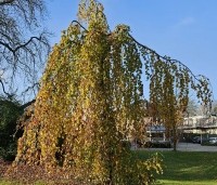 Fagus sylvatica 'Pendula' - Groene Treurbeuk - herfstkleuren