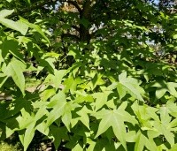 Liquidambar styraciflua - Amberboom - 2