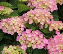 Hortensia 'Magical Coral'