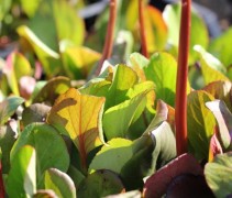 Naast de bloesem heeft ook het blad van de Schoenlappersplant sierwaarde voor uw tuin