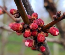 Prunus Armeniaca Tros Oranje