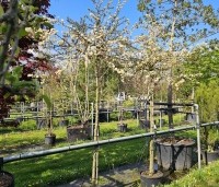 Malus Toringo 'Tina - Dwerg sierappeltje - 4