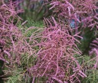 Tamarix tetrandra - Tamarisk - 3
