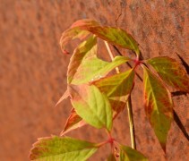 Parthenocissus quinquefolia