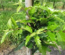 Semi- wintergroene eik 'Wageningen'