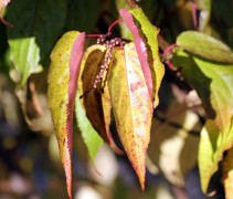 Stachyurus preacox
