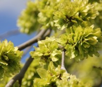 Ulmus camperdownie treur iep ofwel prieel iep
