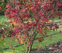 Euonymus Red Cascade struik