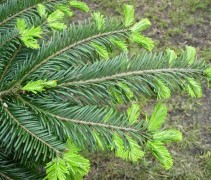 Naalden van Abies grandis bij uitlopen