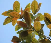 Quercus x turneri 'Pseudoturneri'