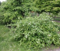 Cornus alba ‘Sibirica’