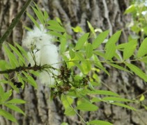 Fraxinus excelsior
